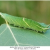 apatura ilia larva4a tula